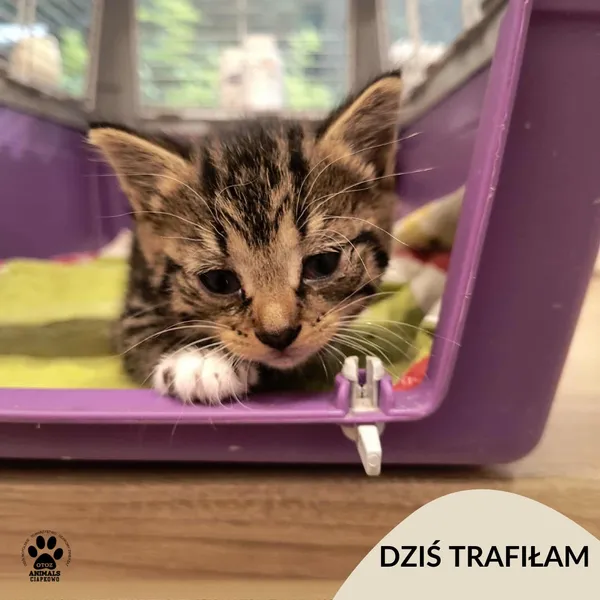 Znaleziono kota, Gdynia, 10 września 2025