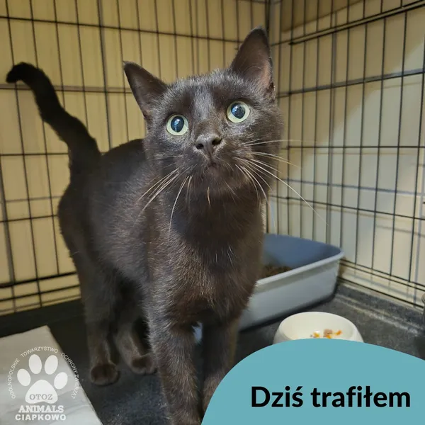 Znaleziono kota, Gdynia, 9 września 2025