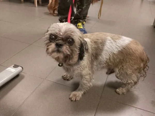 Znaleziono psa, Bydgoszcz, 15 września 2025