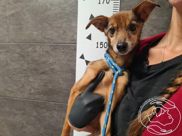 Znaleziono psa, Chełmek, 16 września 2025