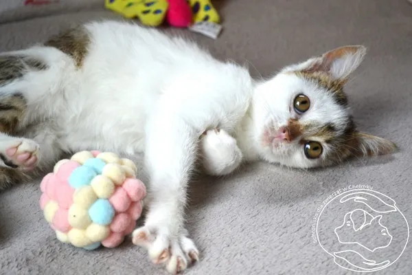 Kot do adopcji, Chełmek, 1 września 2025