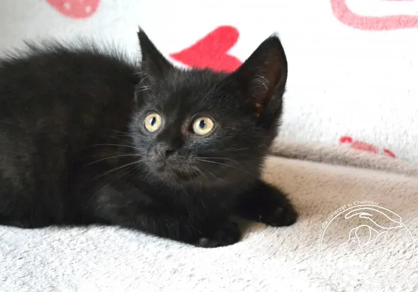 Kot do adopcji, Chełmek, 29 sierpnia 2025