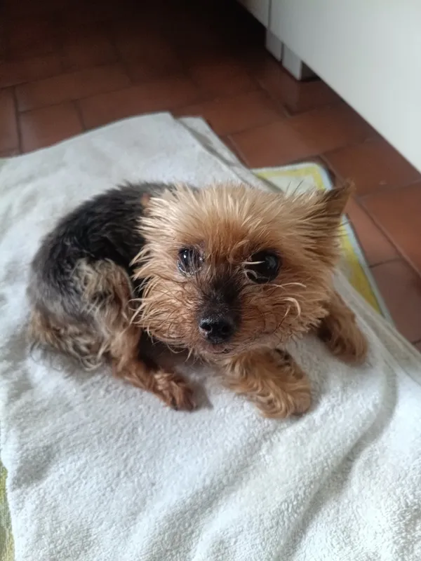 Znaleziono psa, Łódź, 16 września 2025