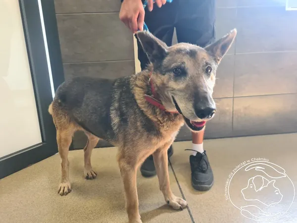 Pies do adopcji, Chełmek, 18 sierpnia 2025