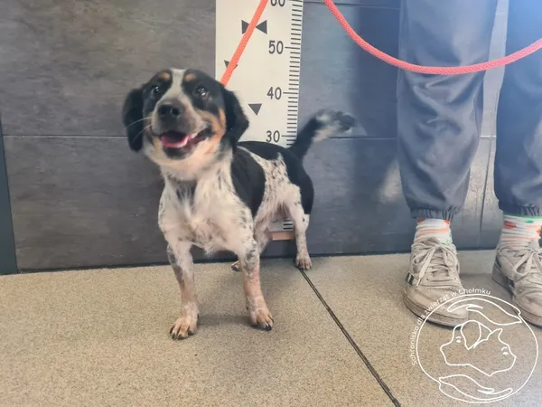 Pies do adopcji, Chełmek, 18 sierpnia 2025