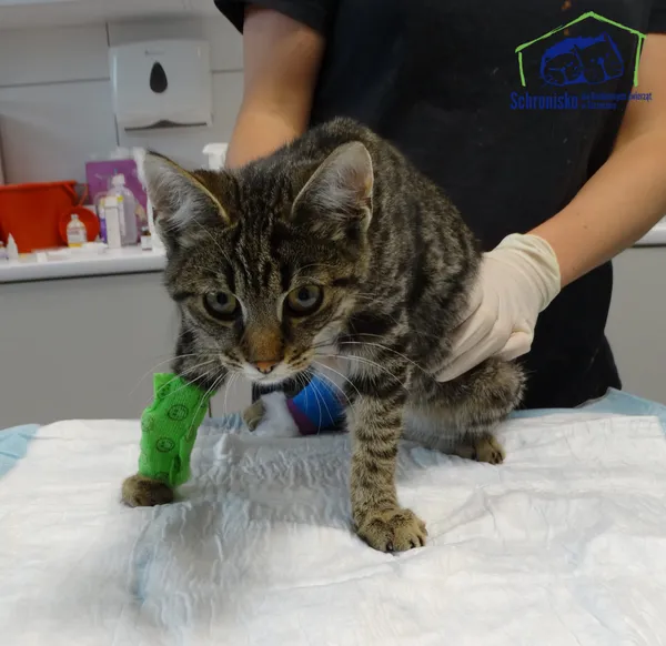 Znaleziono kota, Szczecin, 15 września 2025