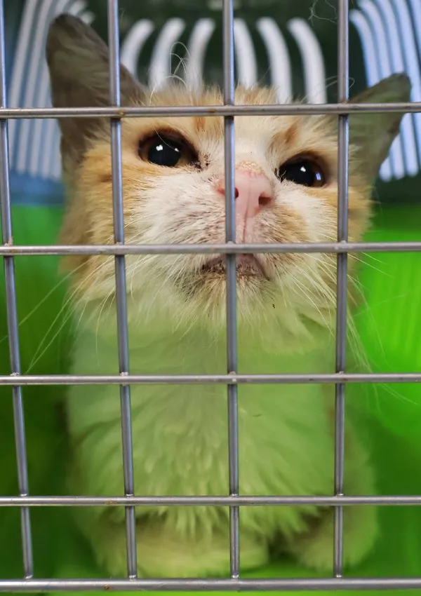 Znaleziono kota, Łódź, 15 września 2025 (3/3)