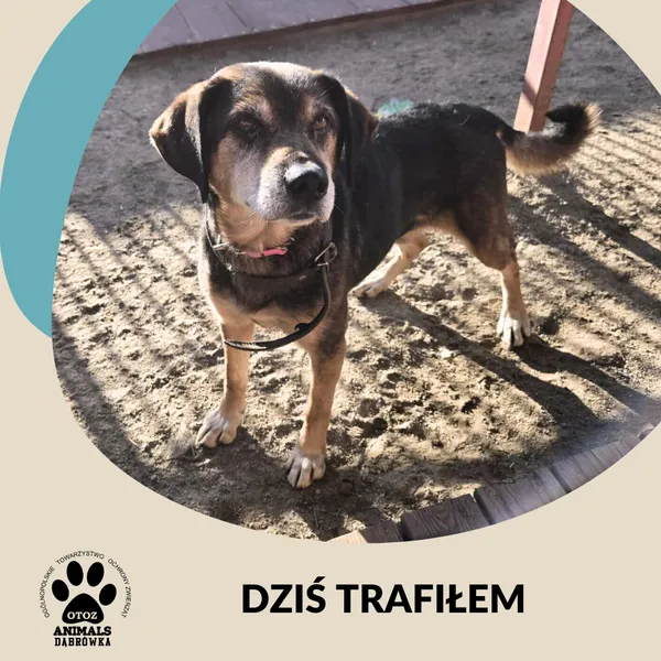 Znaleziono psa, Dąbrówka, 15 września 2025