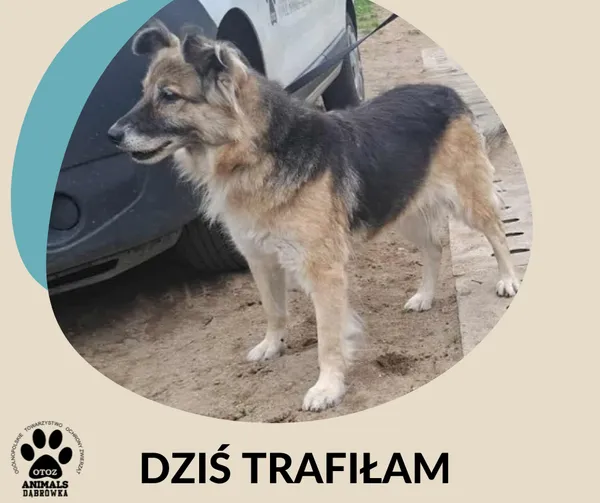 Znaleziono psa, Dąbrówka, 14 września 2025
