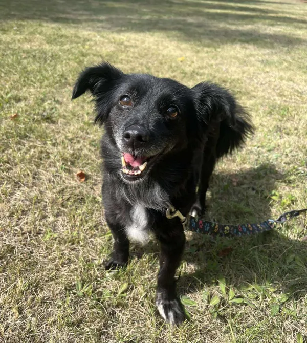 Pies do adopcji, Konin, 4 sierpnia 2025 (2/2)