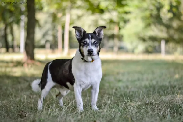 Pies do adopcji, Radom, 25 września 2025 (3/5)