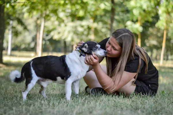 Pies do adopcji, Radom, 25 września 2025 (4/5)