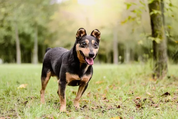 Pies do adopcji, Radom, 17 września 2025 (4/5)