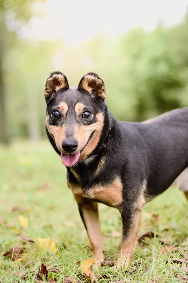 Pies do adopcji, Radom, 17 września 2025 (5/5)