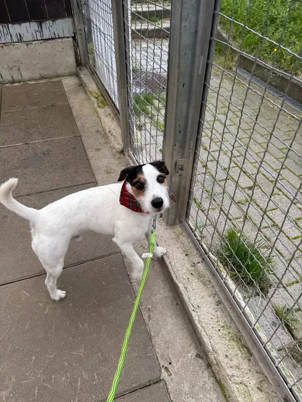 Znaleziono psa, Gdańsk, 16 września 2025