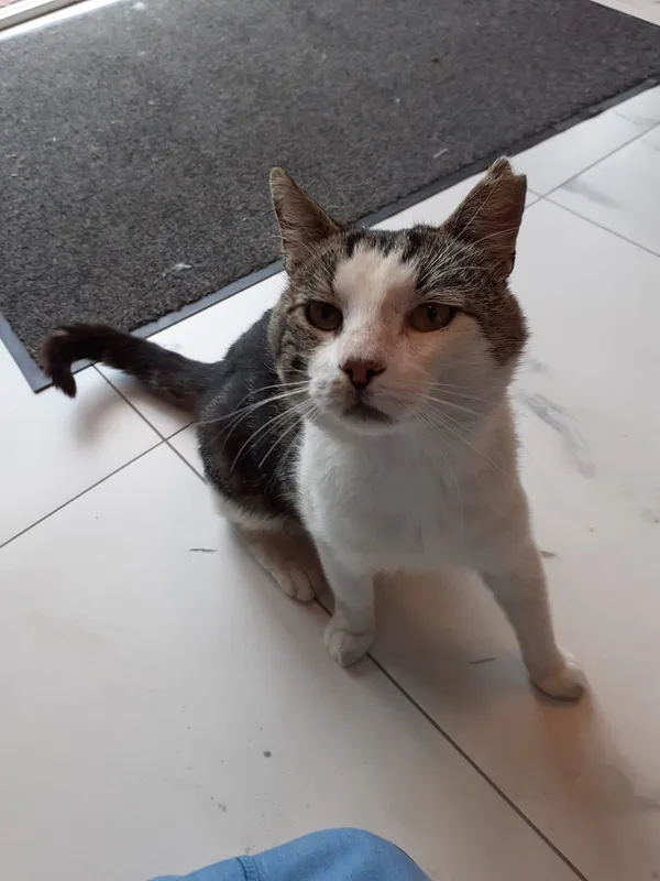 Zaginął kot, Łęgowo, 17 września 2025 (1/3)