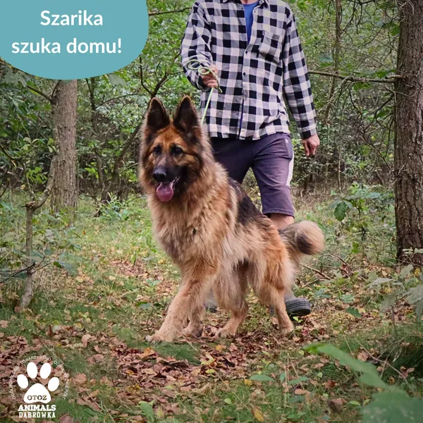 Pies do adopcji, Dąbrówka, 16 września 2025 (4/4)