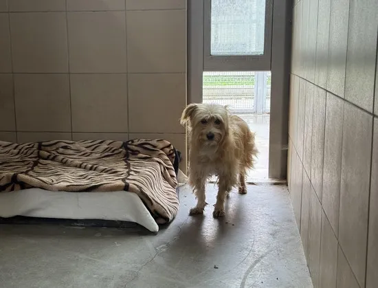 Pies do adopcji, Kraków, 2 września 2025