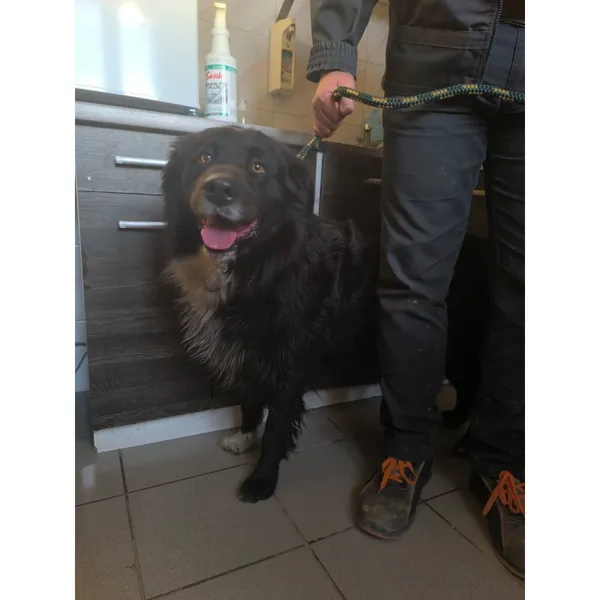 Znaleziono psa, Białystok, 16 września 2025