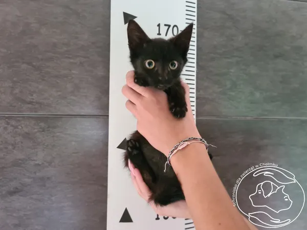 Znaleziono kota, Chełmek, 16 września 2025