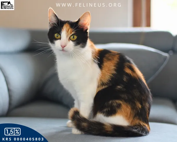 Kot do adopcji, Rzeszów, 17 września 2025 (3/6)