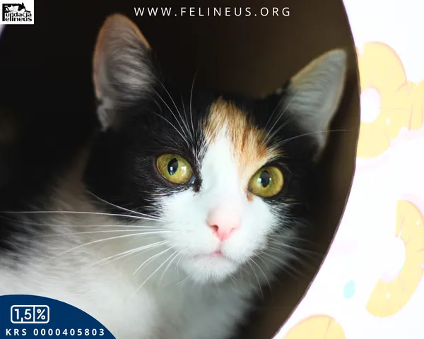 Kot do adopcji, Rzeszów, 17 września 2025 (4/6)