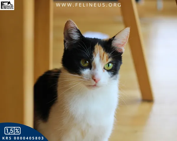 Kot do adopcji, Rzeszów, 17 września 2025 (5/6)