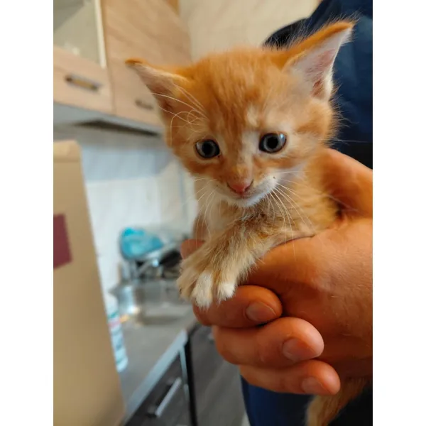 Znaleziono kota, Białystok, 17 września 2025