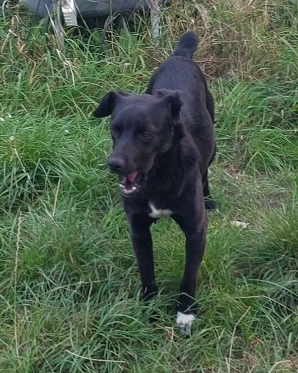 Znaleziono psa, Radość, 17 września 2025 (1/6)