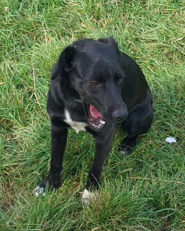 Znaleziono psa, Radość, 17 września 2025 (2/6)