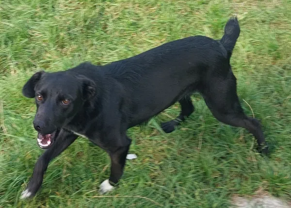 Znaleziono psa, Radość, 17 września 2025 (3/6)