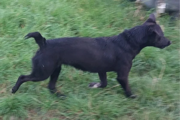 Znaleziono psa, Radość, 17 września 2025 (5/6)