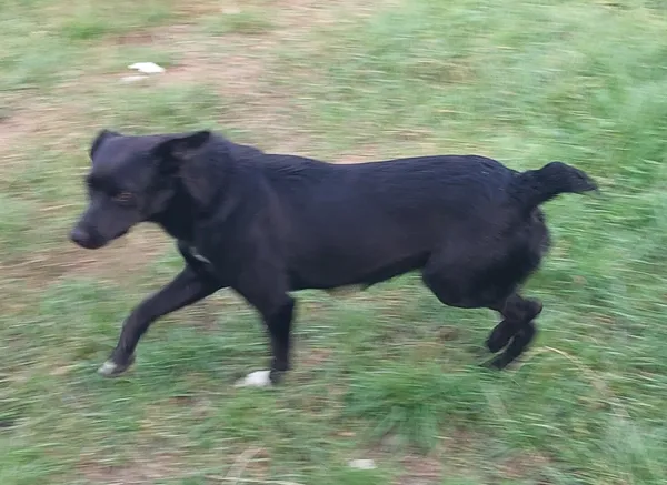 Znaleziono psa, Radość, 17 września 2025 (6/6)