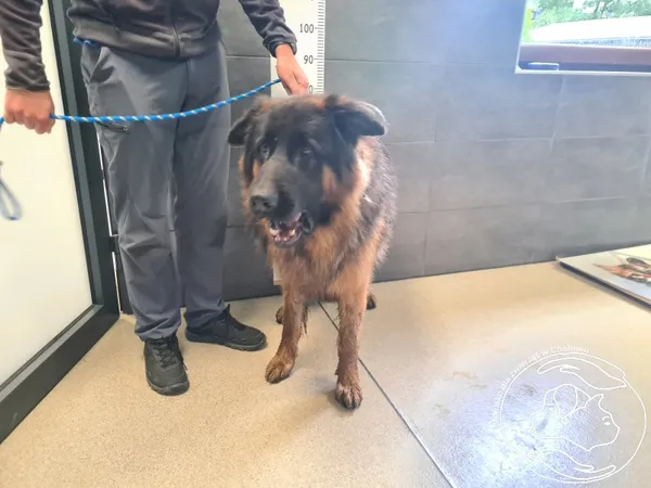 Znaleziono psa, Chełmek, 17 września 2025