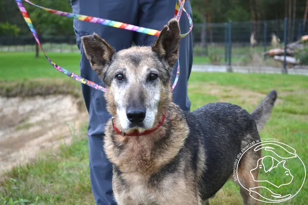 Pies do adopcji, Chełmek, 18 sierpnia 2025