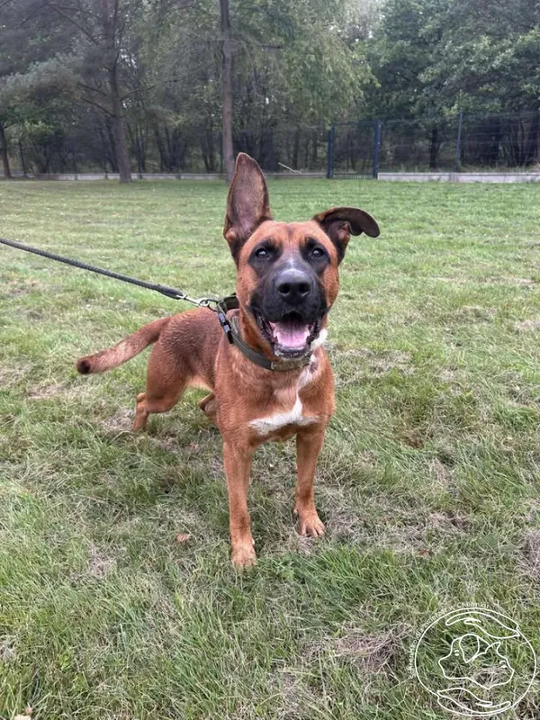 Pies do adopcji, Chełmek, 13 sierpnia 2025