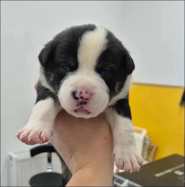 Znaleziono psa, Grudziądz, 17 września 2025