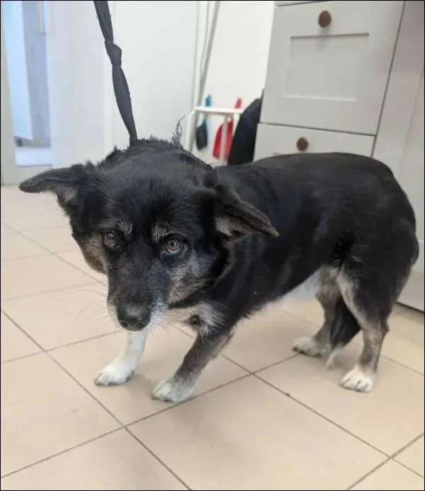 Znaleziono psa, Grudziądz, 17 września 2025