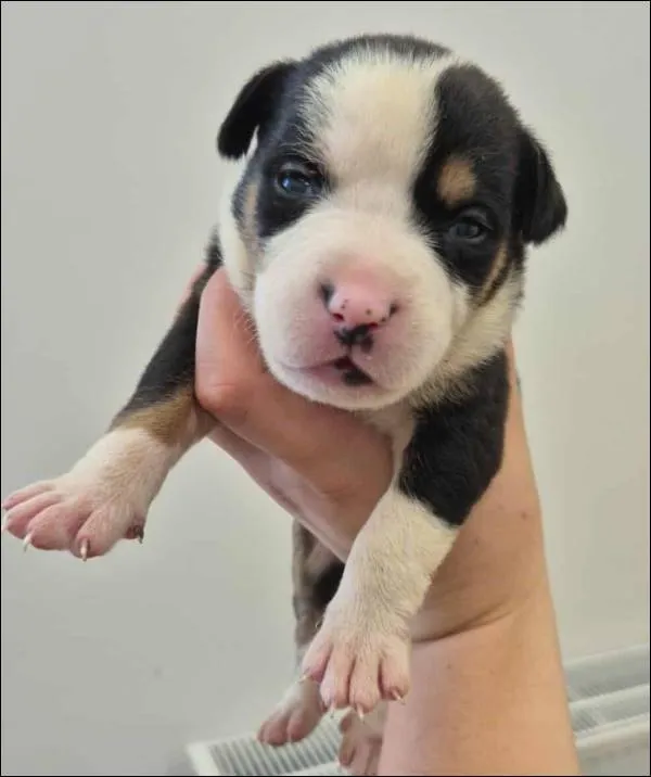 Znaleziono psa, Grudziądz, 17 września 2025