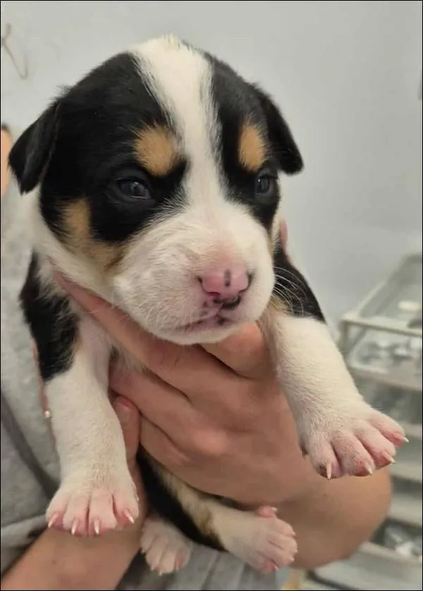 Znaleziono psa, Grudziądz, 17 września 2025