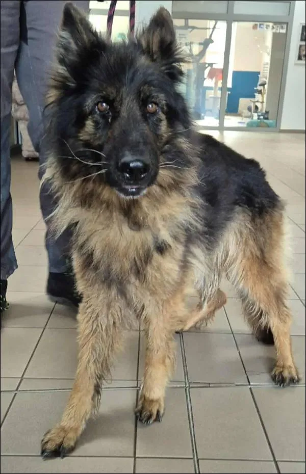 Znaleziono psa, Grudziądz, 17 września 2025