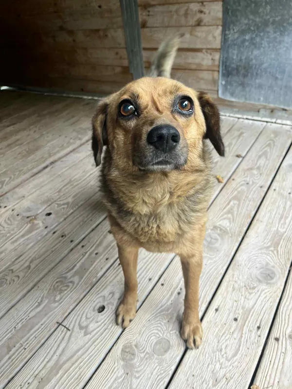 Pies do adopcji, Orzechowce, 16 września 2025 (2/5)