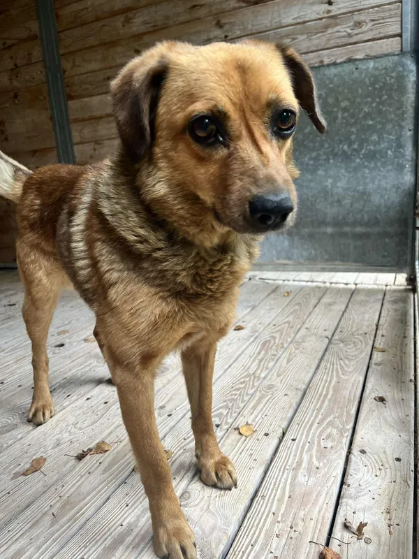 Pies do adopcji, Orzechowce, 16 września 2025 (5/5)