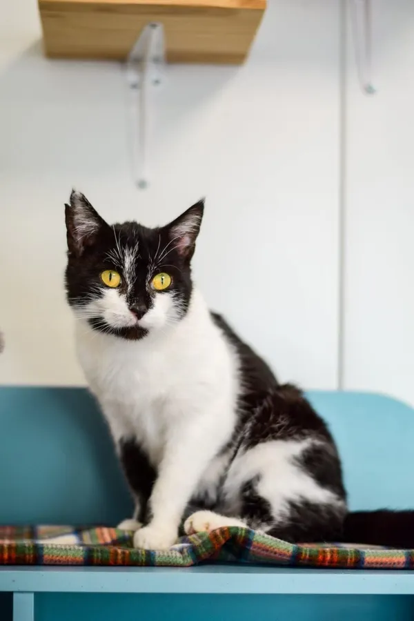 Kot do adopcji, Radom, 8 listopada 2025