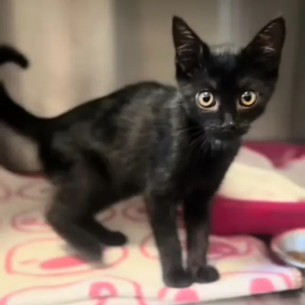 Kot do adopcji, Radom, 17 września 2025