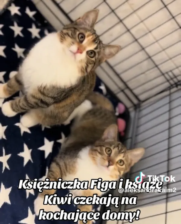 Kot do adopcji, Radom, 17 września 2025 (1/3)