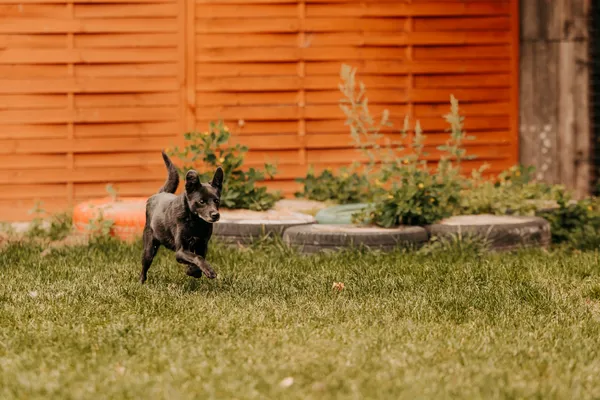 Pies do adopcji, Czartki, 17 września 2025 (4/5)