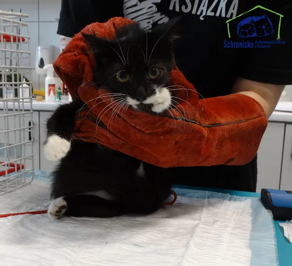 Znaleziono kota, Szczecin, 17 września 2025