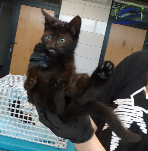 Znaleziono kota, Szczecin, 16 września 2025