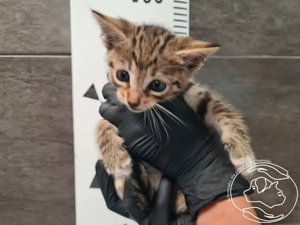 Znaleziono kota, Chełmek, 16 września 2025